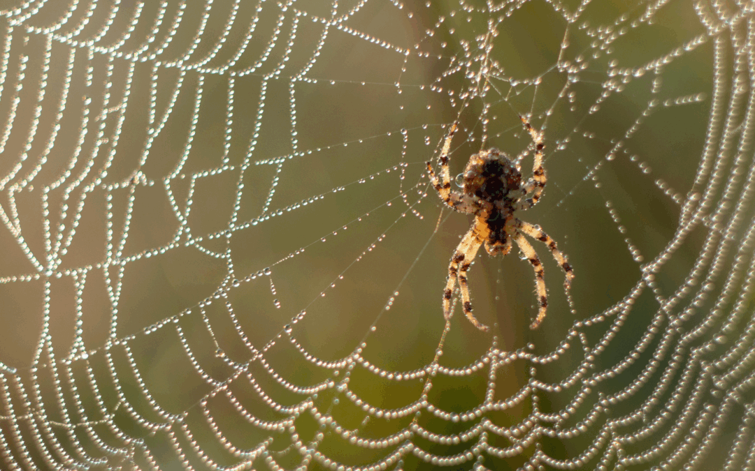 Lecciones de la Operación Telaraña